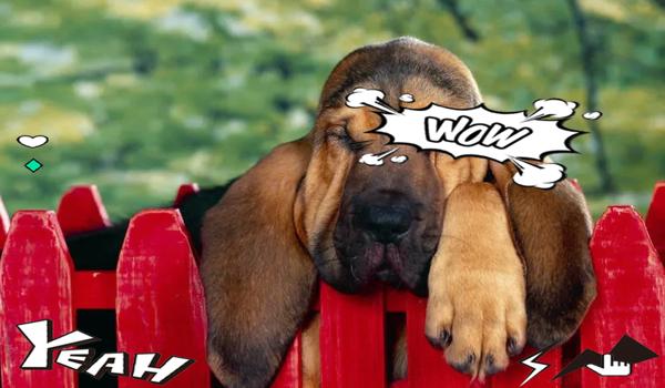 三角洲手游寻血猎犬的强度怎么样(三角洲手游寻血猎犬值得培养吗?) 三角洲手游寻血猎犬的强度怎么样(三角洲手游寻血猎犬值得培养吗?)