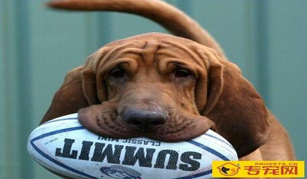 三角洲如何购买寻血猎犬(有没有办法直接购买寻血猎犬?) 三角洲如何购买寻血猎犬(有没有办法直接购买寻血猎犬?)